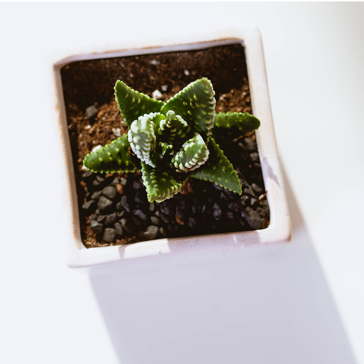 The Priestly Garments